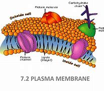 Image result for Plasma Anatomy