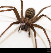 Image result for Biggest Spider in the UK