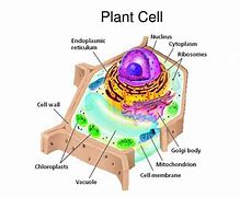 Image result for Cellular Storage Cell