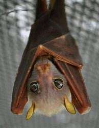 Image result for Cute Brown Bat