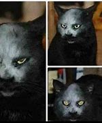 Image result for Saruman Petting Cat Meme