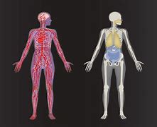 Image result for human body systems