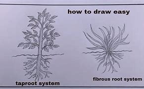 Image result for Roots Easy