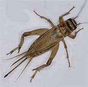 Image result for Cricket Animal Plush