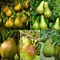 Image result for 1 Year Old Apple Tree