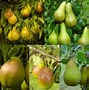 Image result for Apple Tree with Many Fruits