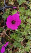 Image result for Geranium cinereum Giuseppii 