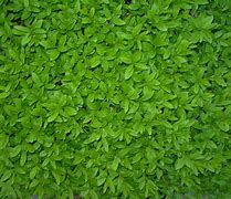 Image result for Round Leaf Texture