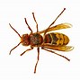 Image result for Hornet Anatomy