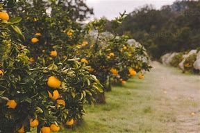 Image result for Orange Fruit Farm Background
