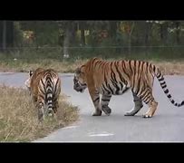 Image result for White Tiger Attack