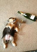 Image result for Happy New Year Images Funny Animals