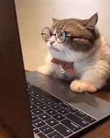 Image result for Cat Meme Glasses