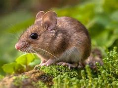 Image result for Mouse the Animal