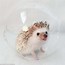 Image result for Very Cute Baby Hedgehog