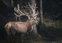 Image result for Red Deer Stag Roaring
