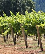 Image result for Building Grape Vine Trellis