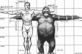 Image result for Gorilla vs Human Size