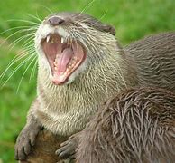 Image result for Otter Teeth