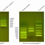 Image result for DNA Ladder Reference 500 BP