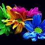 Image result for Multi Flower Wallpaper