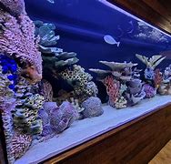 Image result for Big Fish Tanks Aquariums