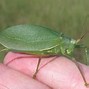 Image result for Cricket Insect Jumping