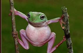 Image result for Funny Fat Frog