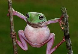 Image result for Funny Frog Smiles