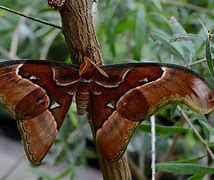 Image result for Atlas Moth