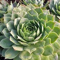 Image result for Sempervivum tectorum ssp. compactum