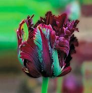 Tulipa Black Parrot 的图像结果
