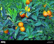 Image result for Kumquat