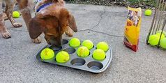 Image result for Dog Activity Toys