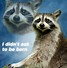 Image result for Raccoon Trash Panda Meme