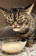 Image result for Grumpy Looking Cats