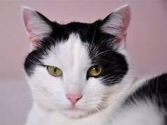 Image result for A Fat Cat Cartoon