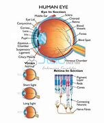 Image result for Human Eye Capacity Chart
