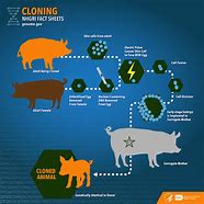 Image result for Cloning
