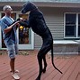 Image result for Biggest Dog Alive