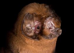 Image result for Antillean Ghost-faced Bat