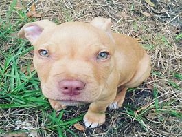 Image result for Red Nose Pit Bull