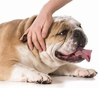 Image result for Hand Petting Dog