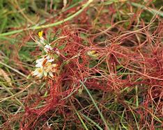 Image result for cuscuta_epithymum