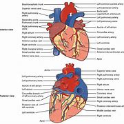 Image result for Heart Popsocket