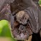 Image result for Holding a Fruit Bat