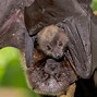 Image result for Black-capped Fruit Bat