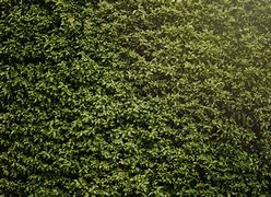 Image result for Hedge Wallpaper