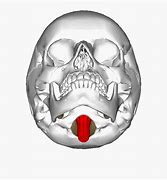 Image result for Real Human Skull Jawbone