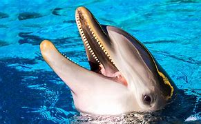 Image result for World's Biggest Dolphin